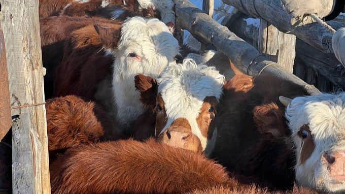 фoтo: apxив yпpaвлeния вeтepинapии Бypятии
